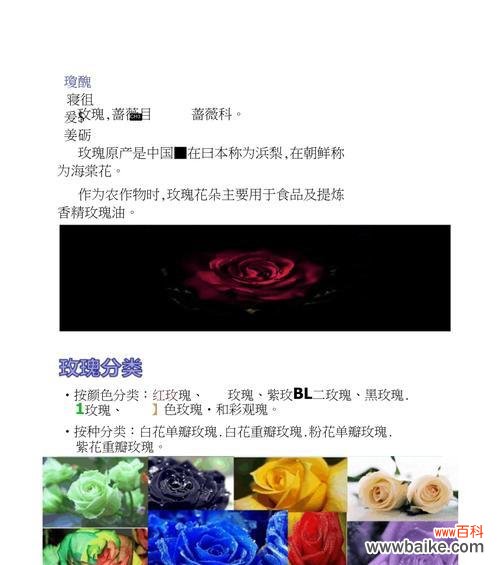 探究玫瑰花的含义，感受不同情感的表达 浪漫之语——不同玫瑰花的花语