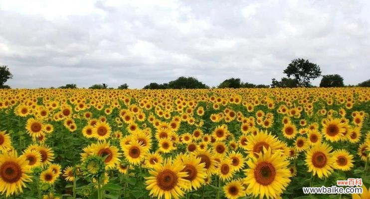 送向日葵，传递阳光与爱 向日葵的象征意义