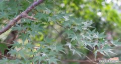 探究枫叶的含义与象征 枫叶的花语