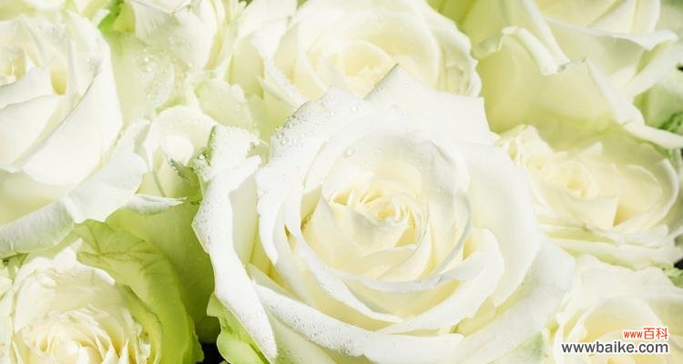 探索玫瑰花背后的丰富内涵 玫瑰花的寓意大全及花语详解