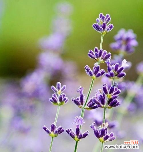 探寻熏衣草所传递的情感和象征意义 熏衣草的花语和寓意