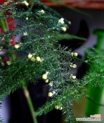 潜力无限、品格高尚 竹子的意义与花语