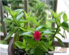 以自然之姿，抒情万千 吊兰花语的深刻内涵