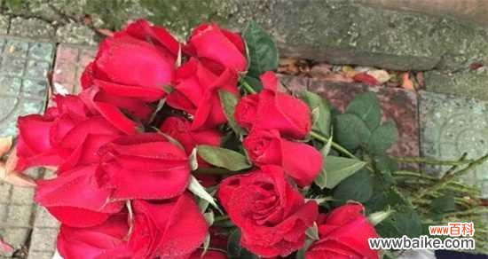 探究玫瑰花数量与情感表达之间的联系 玫瑰花的数量代表的含义