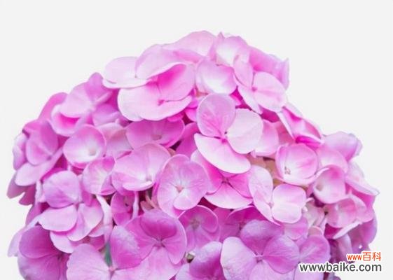 探寻不同花朵的深刻内涵 花语与寓意