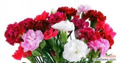 寓意丰富的康乃馨 以康乃馨传达美好寓意的送礼对象