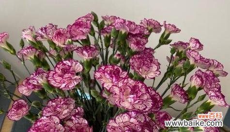 透过康乃馨花语解读其深层寓意 康乃馨