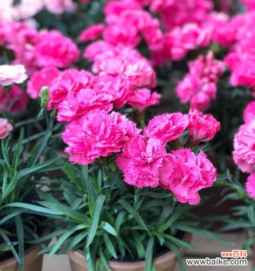 探索康乃馨的内涵与文化传承 康乃馨花的象征意义