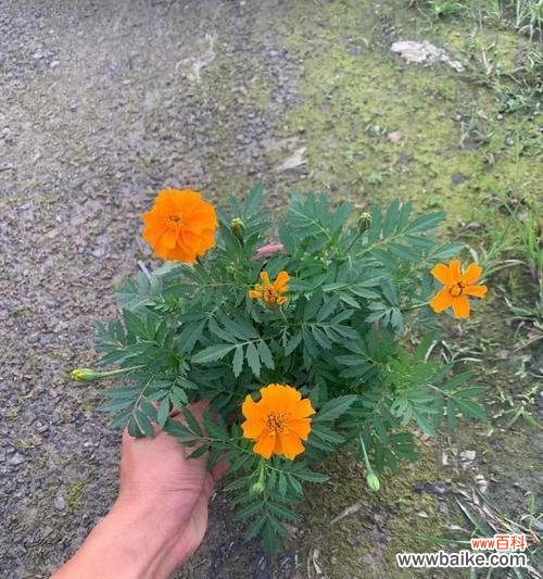 探寻孔雀草的花语 孔雀草之美