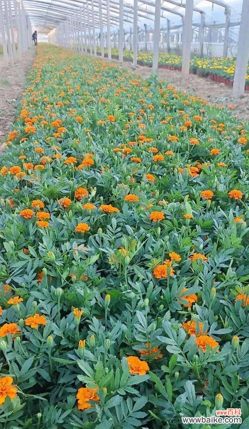 探索孔雀草的吉祥象征与美丽寓意 孔雀草的寓意与象征意义