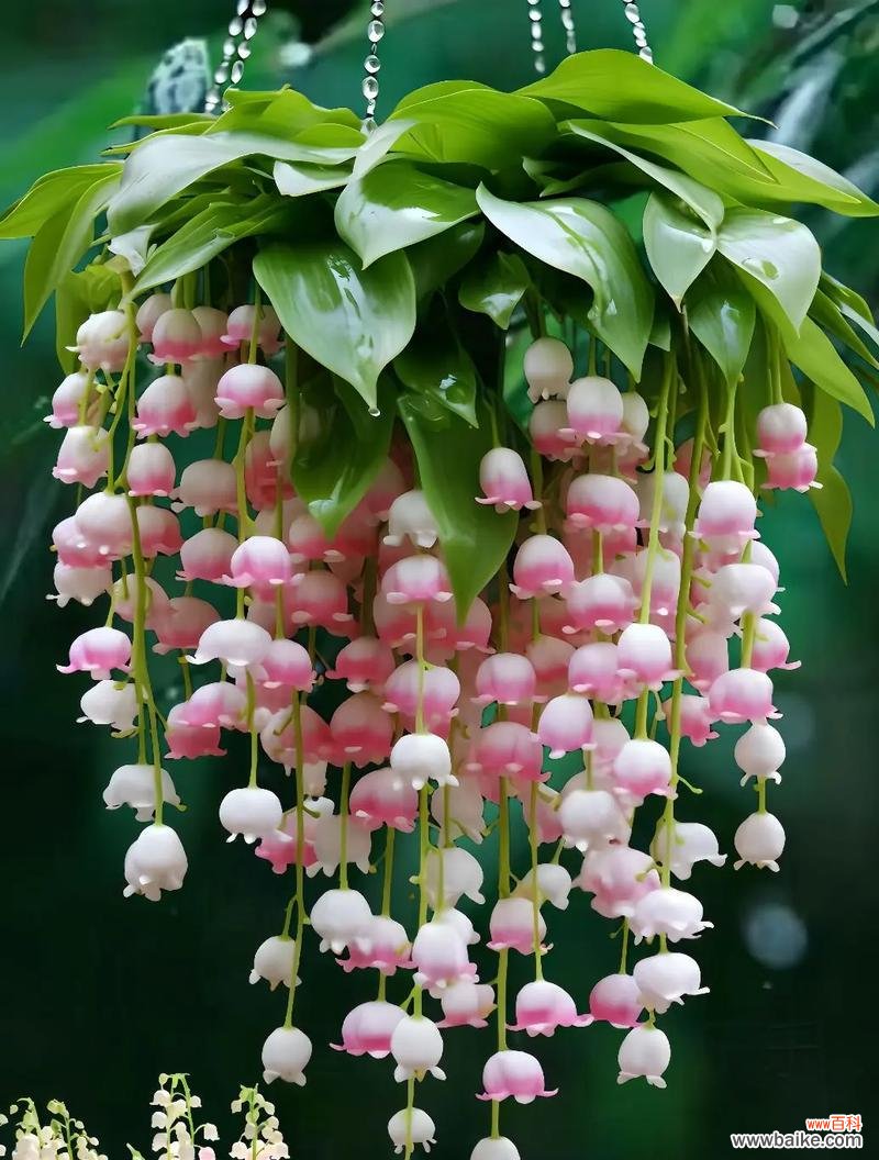 铃兰花语代表什么？铃兰花在花语中扮演什么角色？