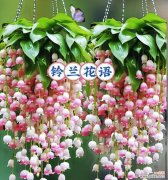 铃兰花语代表什么？铃兰花在花语中扮演什么角色？