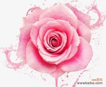 玫瑰粉色头纱的象征意义是什么？