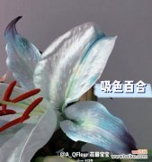 吸色百合染料的作用是什么？