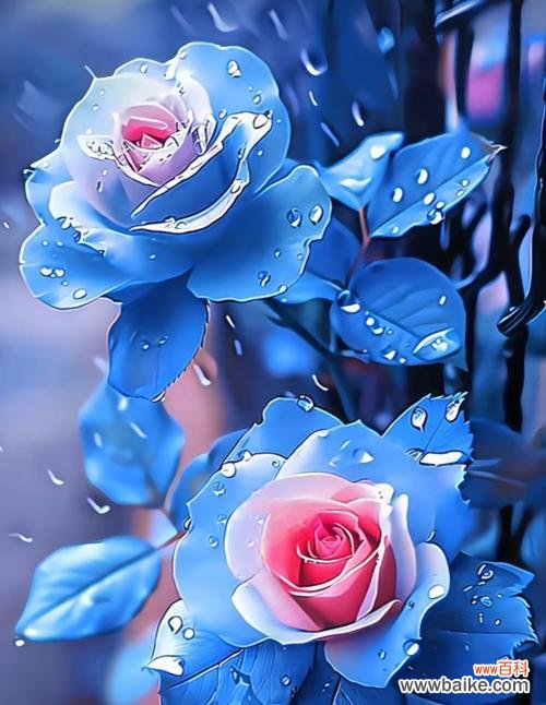 送老婆15朵玫瑰花代表什么?它传递了哪些情感?