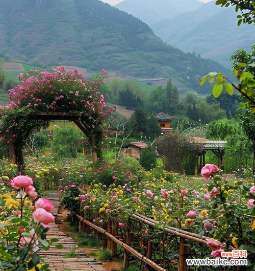 满屏美图中黄色粉色玫瑰代表什么含义？