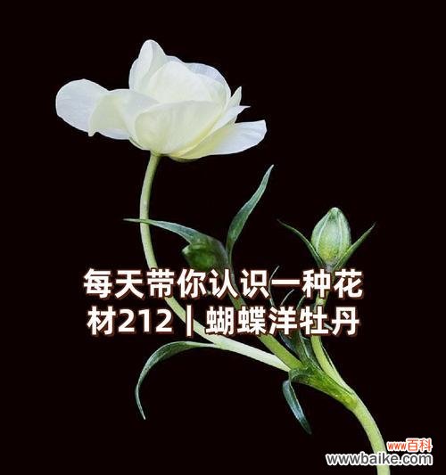 花卉与蝴蝶的组合在花语中代表了什么？