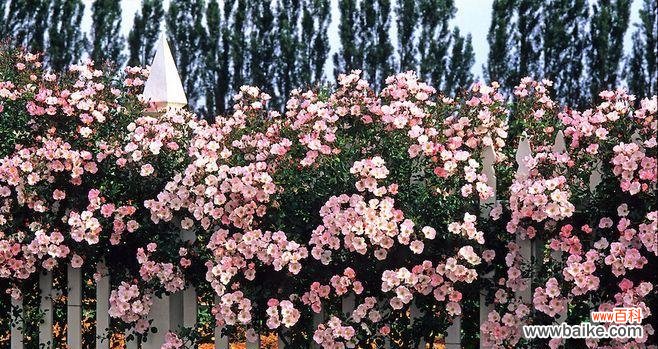 玫瑰花烂开在栏杆下有何寓意?