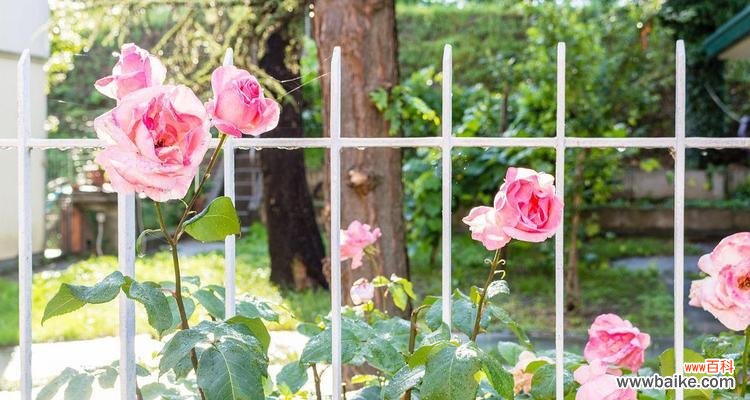 玫瑰花烂开在栏杆下有何寓意?