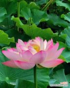 夏季荷花的花语有何特别之处？