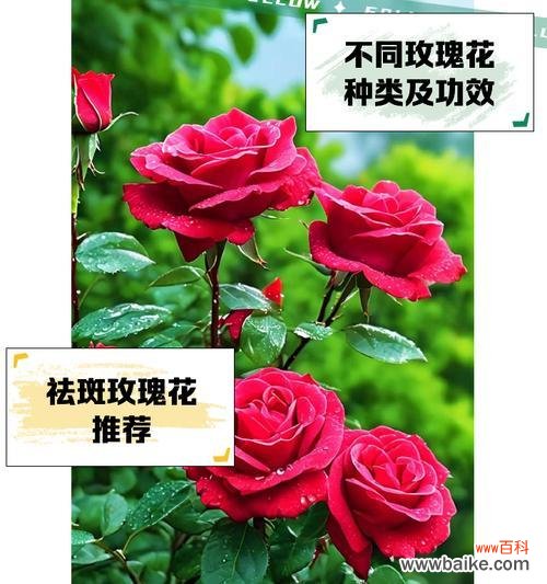 给妈妈送玫瑰花时应该选择哪种颜色？不同颜色的玫瑰花有何不同含义？