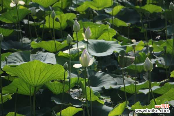 新鲜莲花怎么吃，孕妇能吃吗