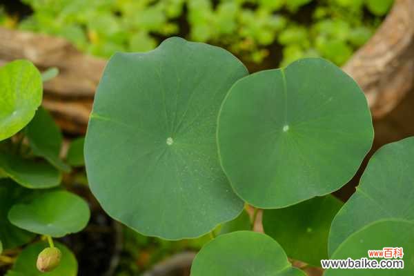 新鲜莲花怎么吃，孕妇能吃吗