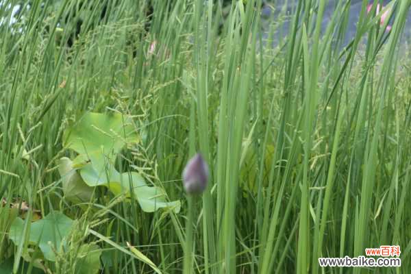新鲜莲花怎么吃，孕妇能吃吗