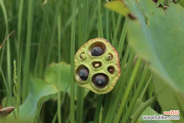 莲花叶子如何泡茶喝，对身体好吗