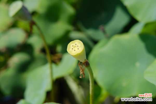 莲花叶子如何泡茶喝，对身体好吗
