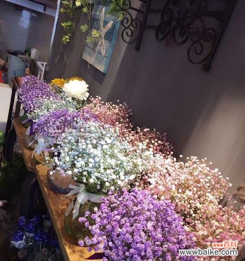 探究满天星的丰富内涵与文化背景 满天星的花语和象征