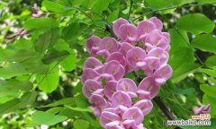 花开盛世，品质卓越 红花刺槐，寓意坚韧不拔