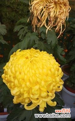 解读菊花在文化中的不同寓意 菊花的象征意义