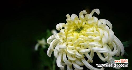 解读菊花在文化中的不同寓意 菊花的象征意义