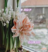 探究朱顶红的花语，解析其蕴含的情感和含义 朱顶红的花语及其寓意