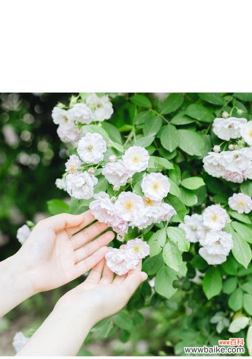 解密蔷薇花的浪漫语言 蔷薇花的花语与意义