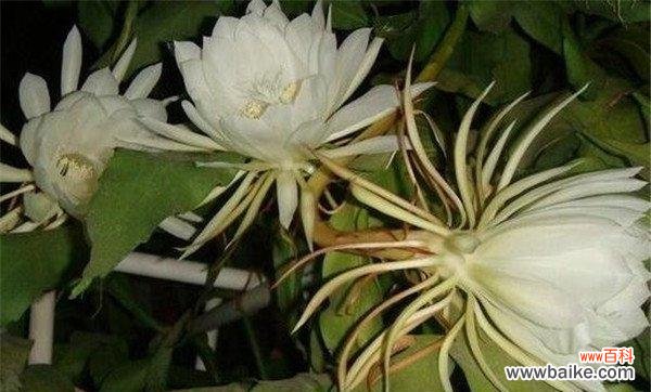 一朵短暂而绚烂的生命 昙花花语的象征与寓意