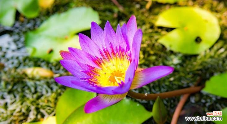 神秘的紫色花语传递着深刻的情感 探秘紫色睡莲的花语