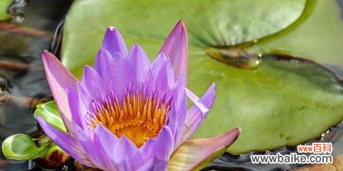 神秘的紫色花语传递着深刻的情感 探秘紫色睡莲的花语