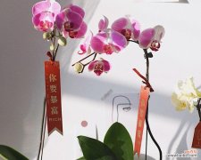 解读蝴蝶兰的寓意与故事，感悟生命的美好 蝴蝶兰的花语与传说