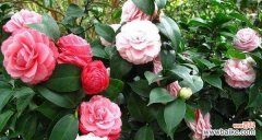 传递爱、希望和友谊的象征 山茶花的美丽寓意