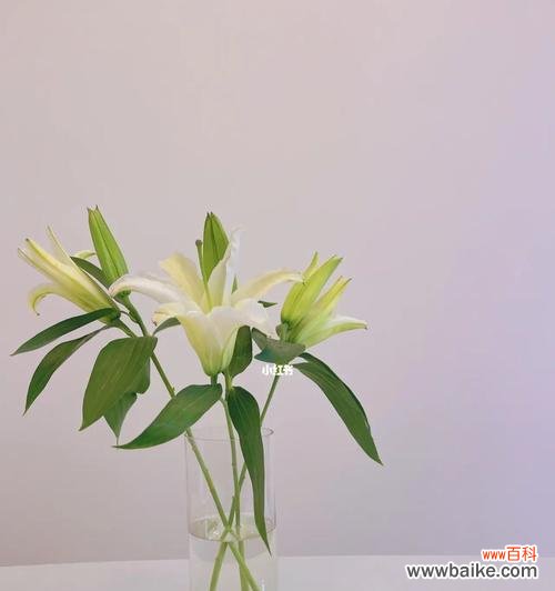 探寻白百合的神秘背后，了解白百合在各个文化中的象征意义 揭秘白百合的传说和花语