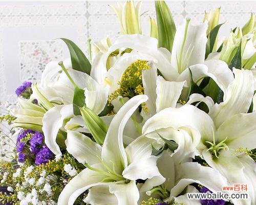 探寻白百合的神秘背后，了解白百合在各个文化中的象征意义 揭秘白百合的传说和花语