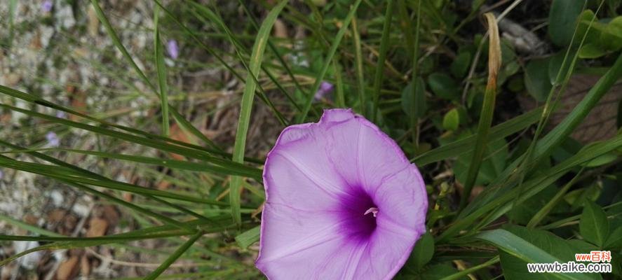 紫色花卉的花语和特点,让你更懂情感与生命的美好 花开紫色,寄托情怀——探寻紫色花卉的花语