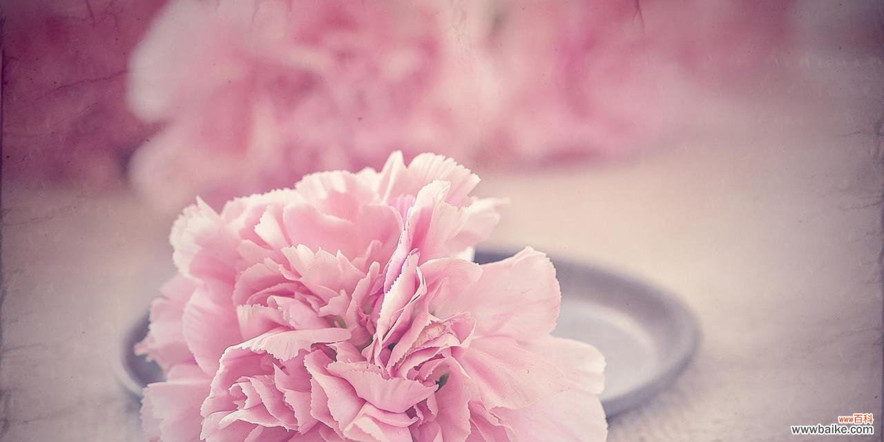 淡雅清新寓意高贵 康乃馨白色花语解析