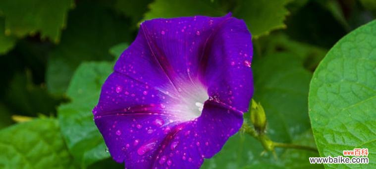 喇叭花的美丽与深意 喇叭花