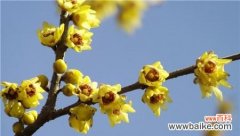 探究腊梅花的美丽与坚韧 腊梅花的寓意与象征意义