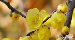 探寻腊梅花的意义与价值 腊梅花