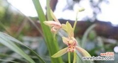 探寻以兰草花的神秘花语与象征意义 以兰草花的花语与意义