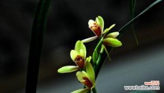 探寻兰花的传统象征意义 兰花的花语与寓意